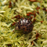Armadillidium Pulchellum